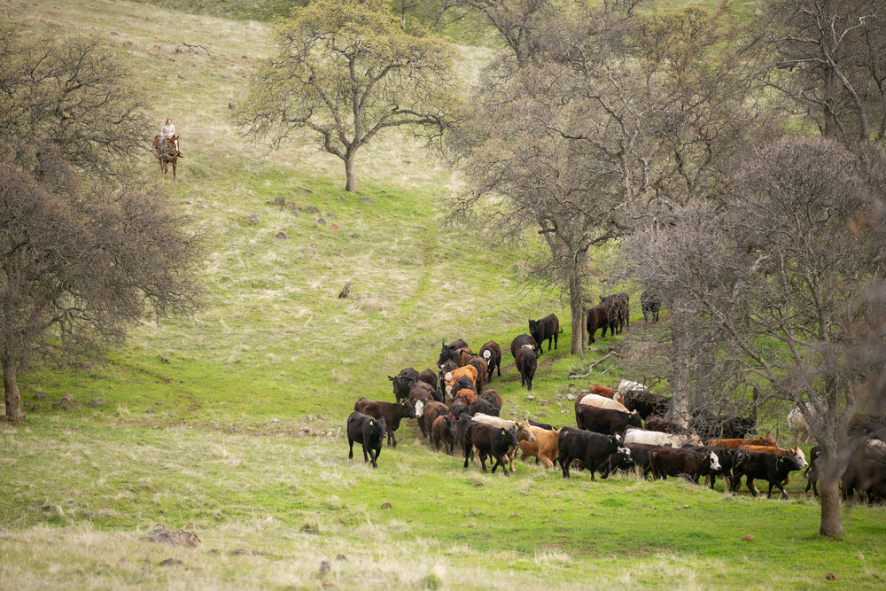 herding cattle on one of our ranches in Catheys Valley.  Spring time brings green grass, fat cattle, and happy cowboys and cowgirls!  