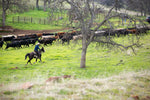 cowboy on horse rounding up cattle in mariposa county.  Green grass and dry oak trees are in the distance.  