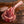 Grass-fed, grass-finished Tomahawk Rib Steak — Mariposa Ranch