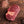 Grass-fed, grass-finished Cross Cut Beef Shank (16 oz) — Mariposa Ranch
