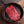 Grass-fed, grass-finished Flank Steak (16 oz) — Mariposa Ranch (photo 2)
